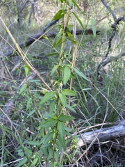 Metastelma barbigerum