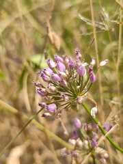 Allium angulosum