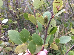 Betula pumila