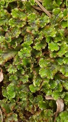 Marchantia polymorpha