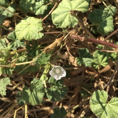 Malva neglecta