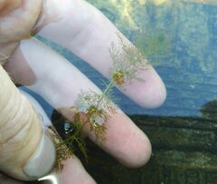 Utricularia