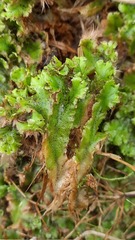 Marchantia polymorpha
