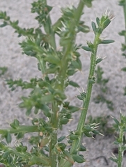 Salsola