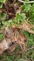 Marchantia polymorpha