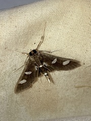 Desmia funeralis