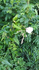 Calystegia sepium spectabilis