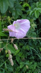 Calystegia sepium spectabilis