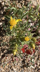 Ericameria