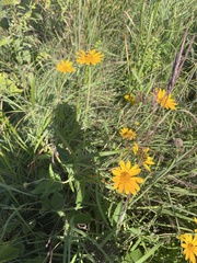 Heliopsis helianthoides