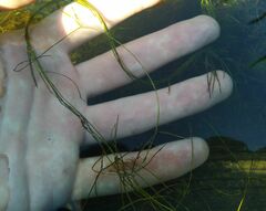 Potamogeton trichoides
