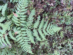 Pteridium