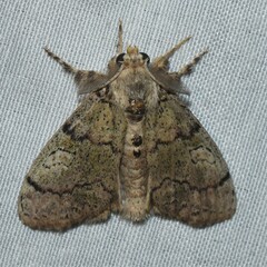 Dasychira meridionalis