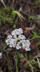Achillea millefolium
