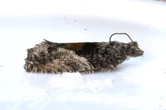 Epinotia nisella