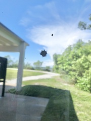 Gasteracantha cancriformis