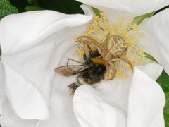 Xysticus