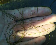Potamogeton trichoides