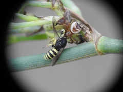 Synema globosum