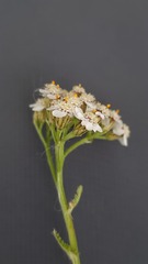 Achillea millefolium