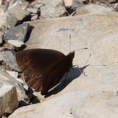 Erebia pronoe