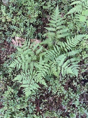 Pteridium