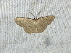 Scopula inductata