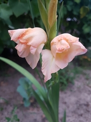 Gladiolus × hortulanus