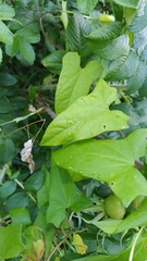 Calystegia sepium spectabilis