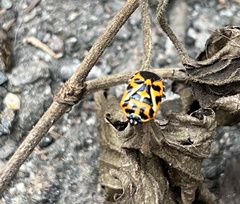 Murgantia histrionica