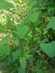 Persicaria perfoliata