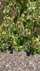 Salix petrophila