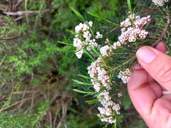 Diosma hirsuta