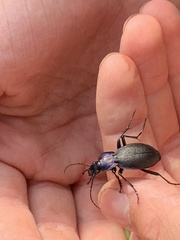 Carabus problematicus