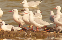 Chroicocephalus genei