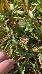 Claytonia