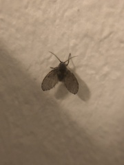 Clogmia