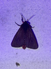 Phragmatobia fuliginosa