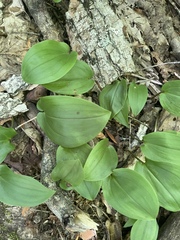 Maianthemum canadense