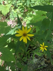Helianthus microcephalus