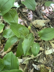Maianthemum canadense