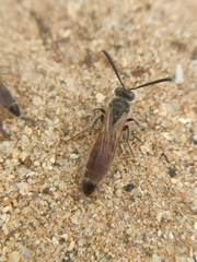 Colpa quinquecincta