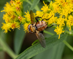 Gymnoclytia