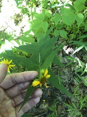 Helianthus microcephalus