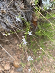 Stenaria nigricans