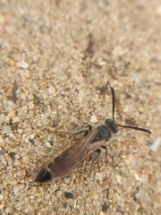 Colpa quinquecincta