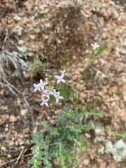 Stenaria nigricans