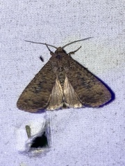 Condica sutor