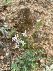 Stenaria nigricans