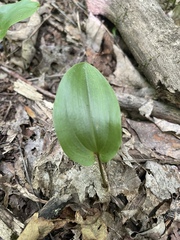 Maianthemum canadense